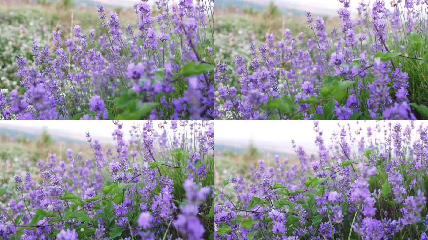 摄像机在一片薰衣草丛上移动，背景是模糊的自然背景。淡紫色调的夏日景观。法国的动机