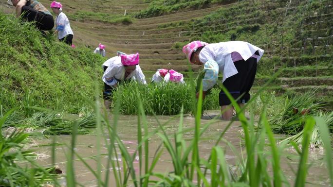 少数民族插秧种稻谷