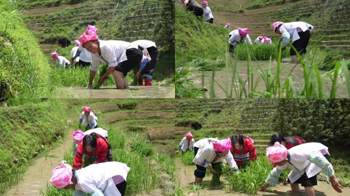 少数民族插秧种稻谷