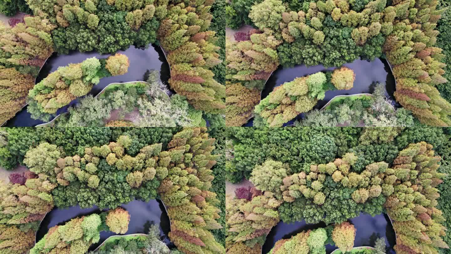 无人机拍摄的上海共青森林公园美丽的秋景。红水杉和枫树在常绿树木中间，4k实时镜头，高角度视图。