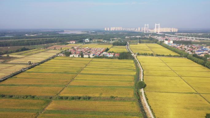 山东济南：齐河黄河大桥村落与水稻田