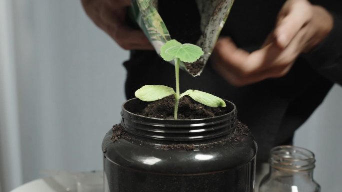 一个人从袋子里把土倒进南瓜苗里。家庭环保植物栽培。