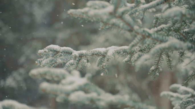 下雪森林 静谧自然