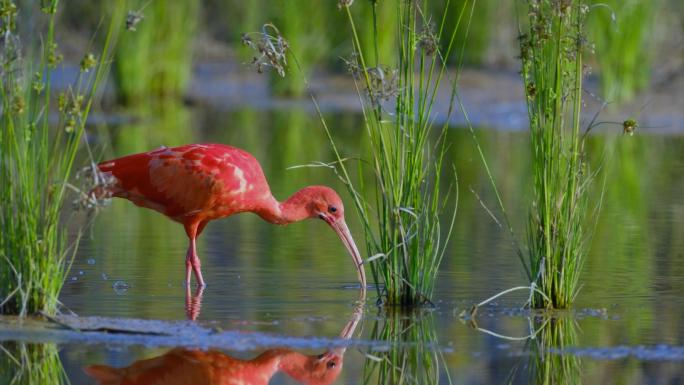 沼泽地湿地觅食的野生红鹮