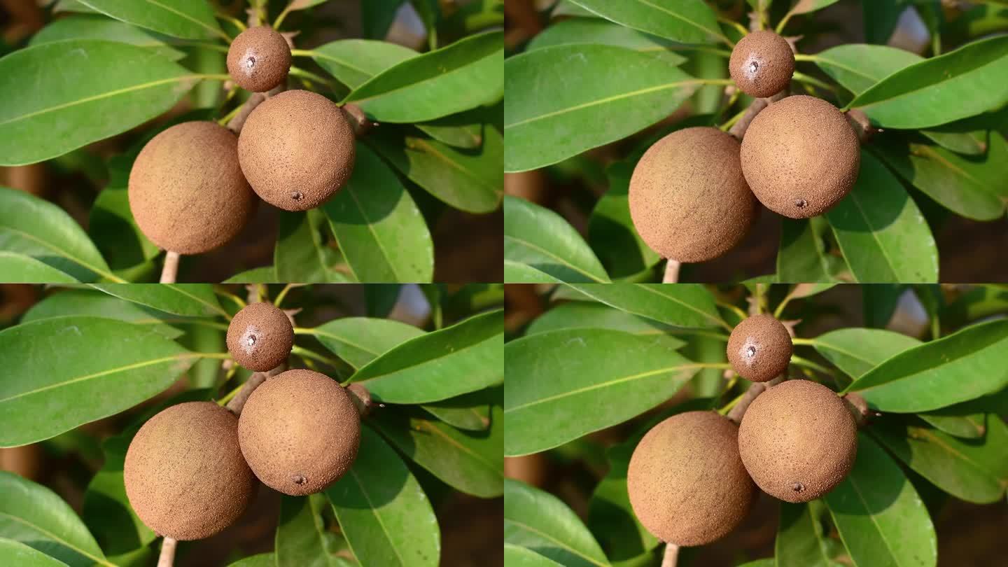 树上有新鲜的皂角果，鸡果。皂角树是热带常绿果树，味甜果