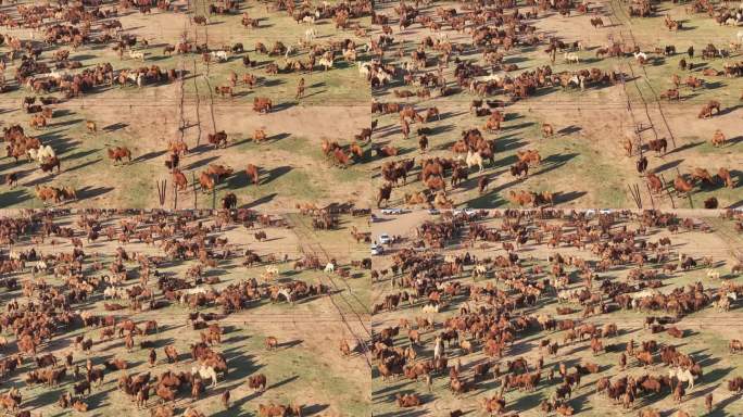4k航拍 骆驼养殖 骆驼群 万峰驼那达慕