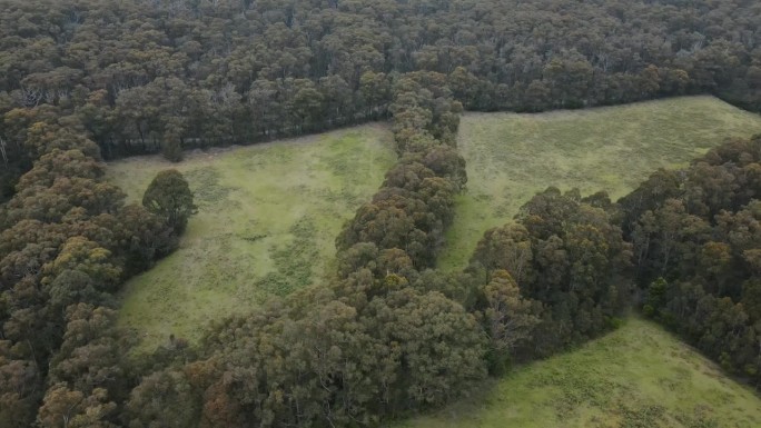 森林国家公园的无人机空中4K显示原生树木之间的空地