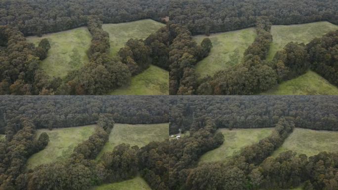 森林国家公园的无人机空中4K显示原生树木之间的空地