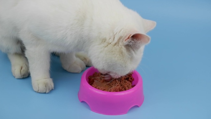 白色成年英国猫吃名牌猫粮从紫色碗在蓝色背景。