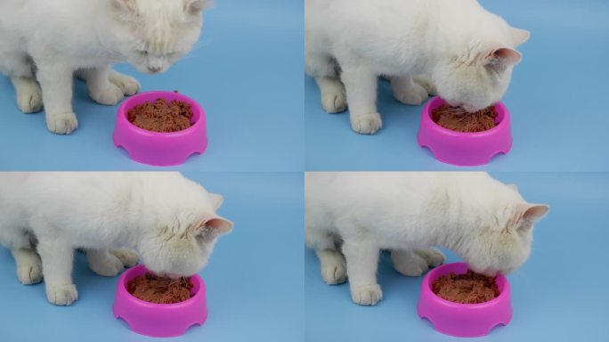 白色成年英国猫吃名牌猫粮从紫色碗在蓝色背景。