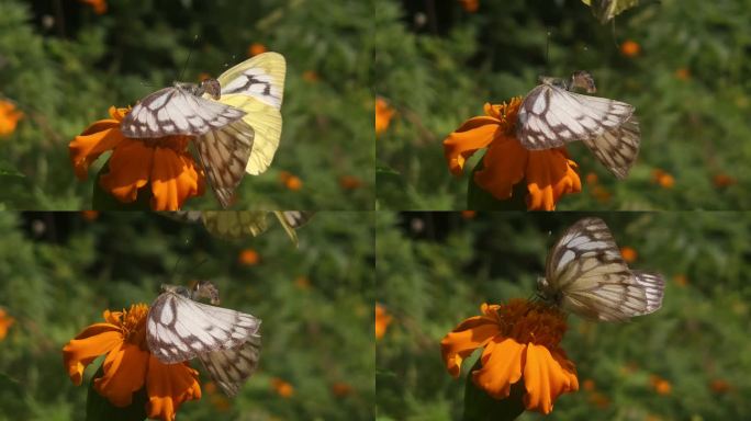 一对印度卷心菜白(Pieris canidia)蝴蝶飞行交配，印度。