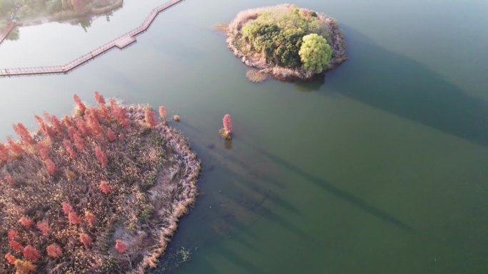 中国江苏苏州虎丘湿地公园美丽秋景的无人机视图。湖中红木森林，4k实时画面，高角度视角平移效果。