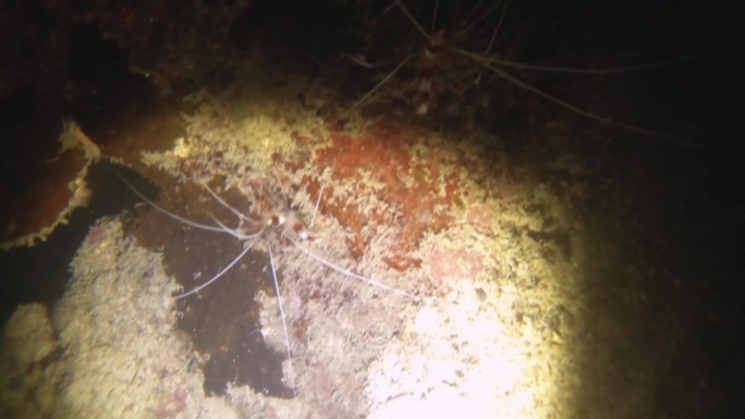 夜间潜水近距离观看两只带状珊瑚虾爬在珊瑚礁墙的缝隙内，在低能见度的沙质底部与岩石珊瑚鱼泥在阿瓦纳通道