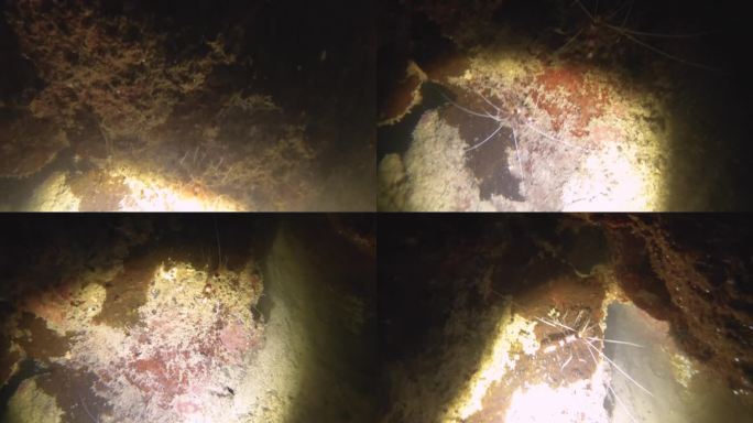 夜间潜水近距离观看两只带状珊瑚虾爬在珊瑚礁墙的缝隙内，在低能见度的沙质底部与岩石珊瑚鱼泥在阿瓦纳通道