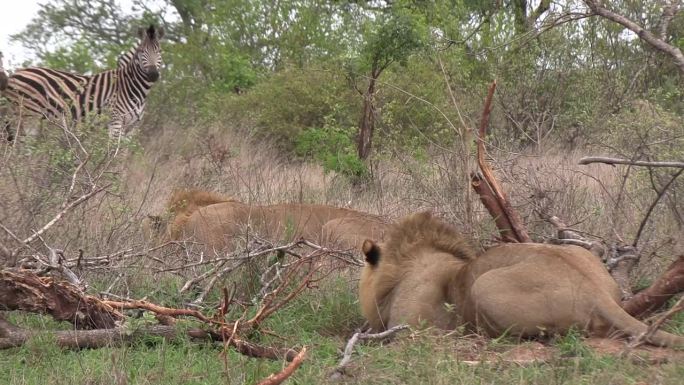 当斑马经过时，年轻的雄狮蹲伏在灌木丛中，以跟踪的方式隐藏起来。