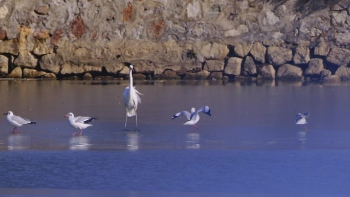 黄河湿地候鸟群飞 抓鱼画面