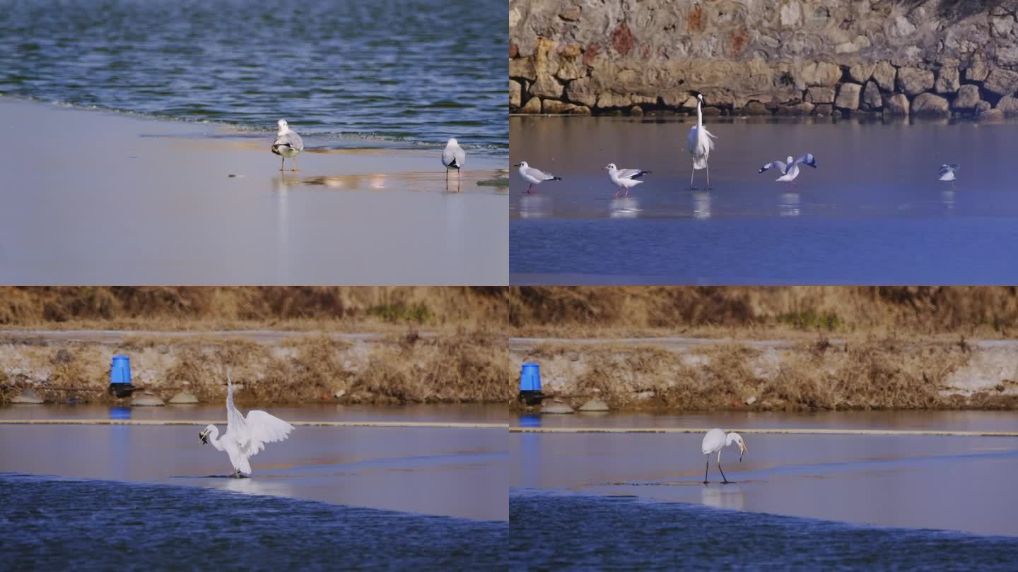 黄河湿地候鸟群飞 抓鱼画面