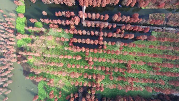 12月初，中国上海，清溪郊区公园大连湖水杉林鸟瞰图。红叶和绿叶构成了完美的秋天调色板。4K实时无人机