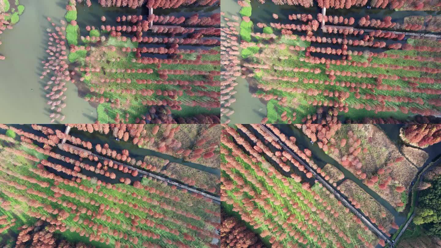 12月初，中国上海，清溪郊区公园大连湖水杉林鸟瞰图。红叶和绿叶构成了完美的秋天调色板。4K实时无人机