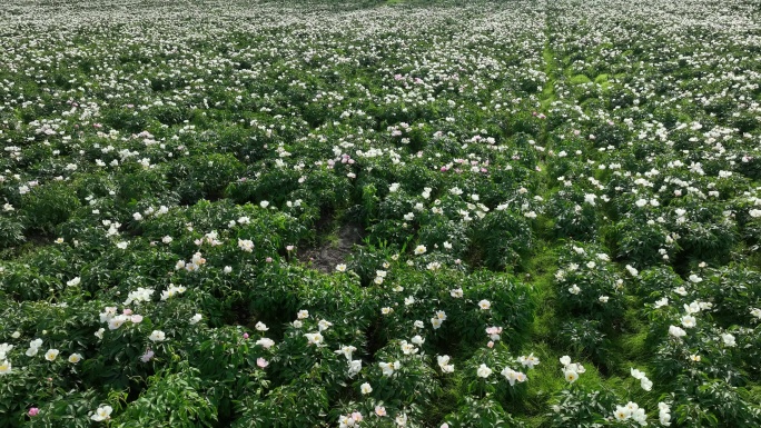 中草药种植芍药开花