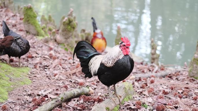 一只长着红色鸡冠的黑色公鸡的特写。在水库附近的农村，观赏种鸡正在养肥。在家饲养家禽