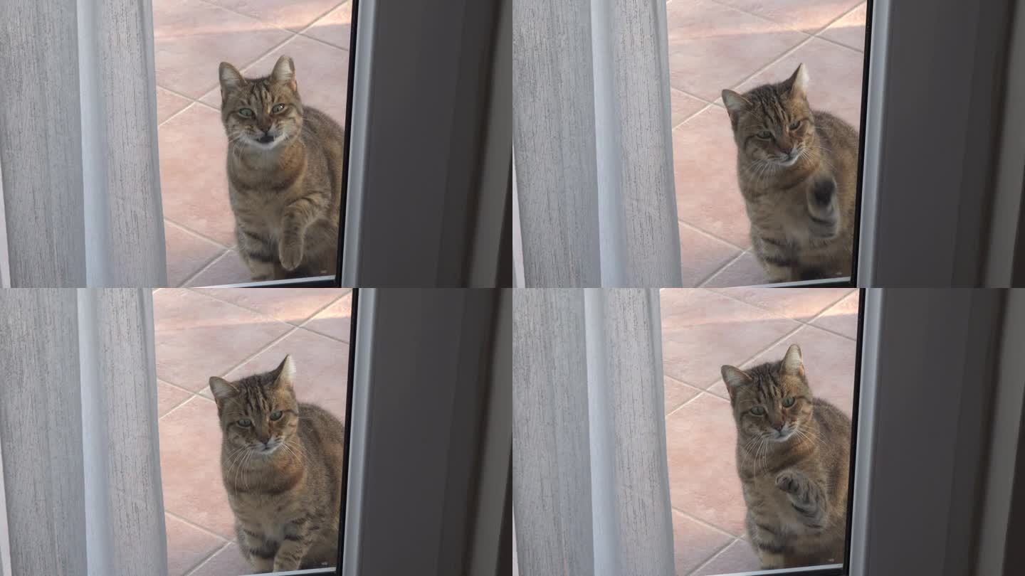 流浪猫用爪子敲阳台的窗户，要求进去。灰猫要求回家，用爪子敲玻璃门