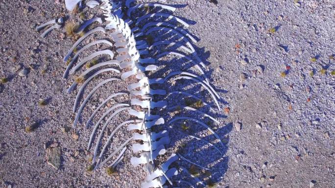 巴伊亚布斯塔曼特海滩上老抹香鲸骨架的俯视图