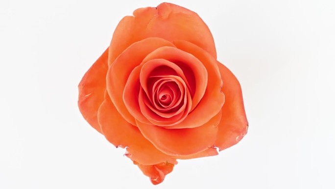 美丽的开粉红色玫瑰在白色的背景。绽放的粉红玫瑰花瓣开放，特写。节日、爱情、生日设计背景。宏。生产特写