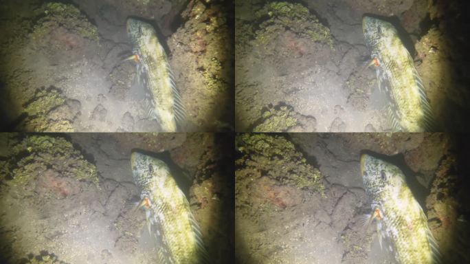 夜间潜水观熟睡的Shoemaker兔鱼，Siganus sutor鱼睡在低能见度的沙质底部，岩石，珊