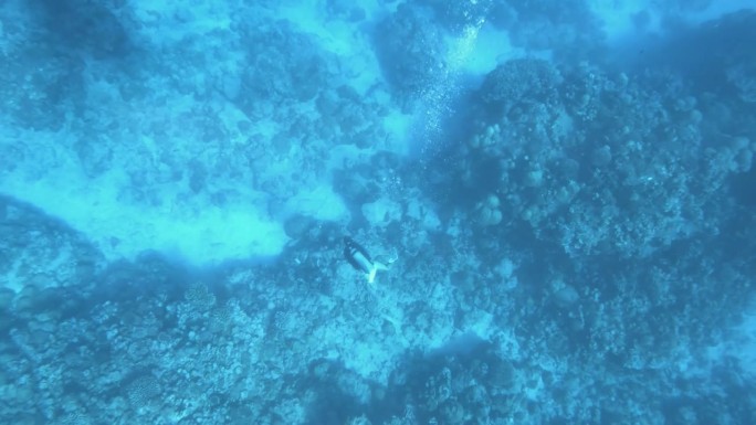 从上往下看，潜水员在海底潜水，嘴里吐着泡泡，周围是珊瑚和蓝色绿松石色的沙质海底，太平洋的水下世界