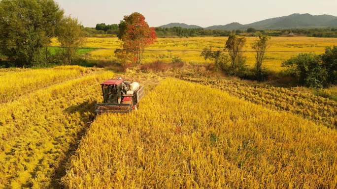 农业现代化种植到收获四季航拍高速摄影