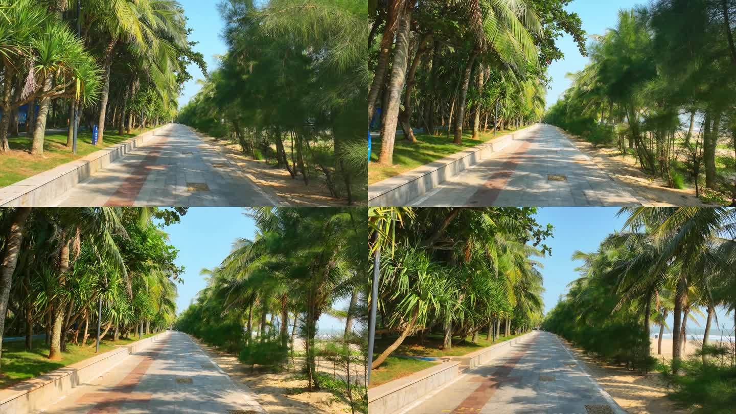椰子树绿茵步道
