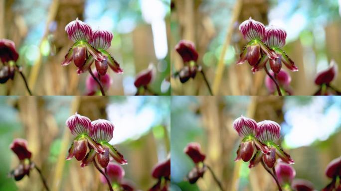 美丽的野生紫色猪笼草花，兰花在荒野地区与模糊的背景。自然研究的目的地，植物保护和开花生长的观察。