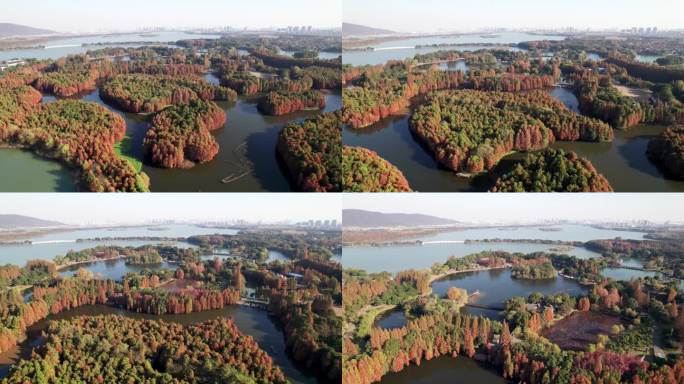 中国江苏省常熟尚湖公园的高角度景观。美丽的红木森林和宁静的湖泊在阳光明媚的秋日，4k实时镜头，无人机