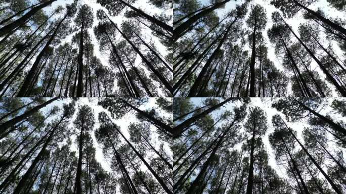 山丘上茂密的云杉林的4k视频片段。柔和的晨雾笼罩着美丽的松林。高大的树木和吹着的风。国际森林日，世界