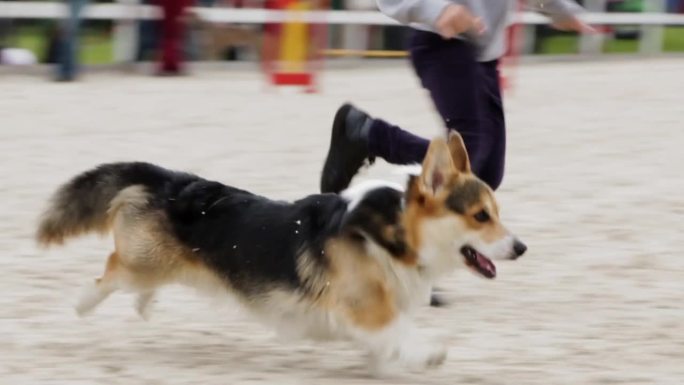 柯基犬跑敏捷障碍