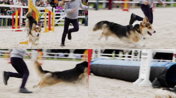 柯基犬跑敏捷障碍