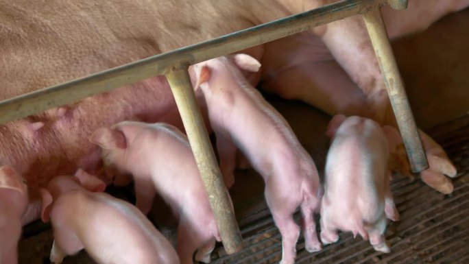 许多刚出生的小猪在妈妈的乳汁上睡觉，猪妈妈喂小猪，4k，牲畜