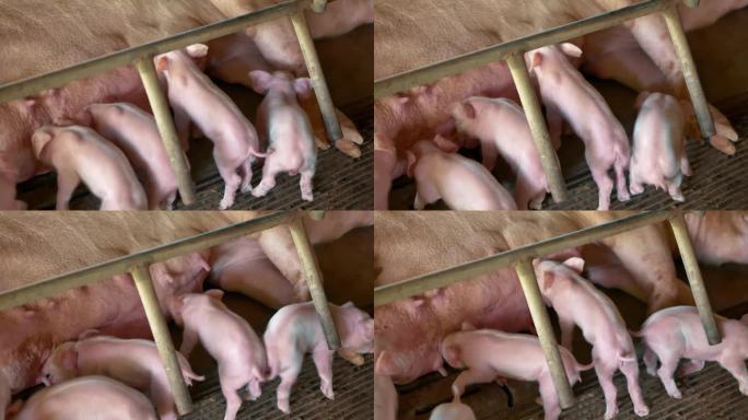 许多刚出生的小猪在妈妈的乳汁上睡觉，猪妈妈喂小猪，4k，牲畜