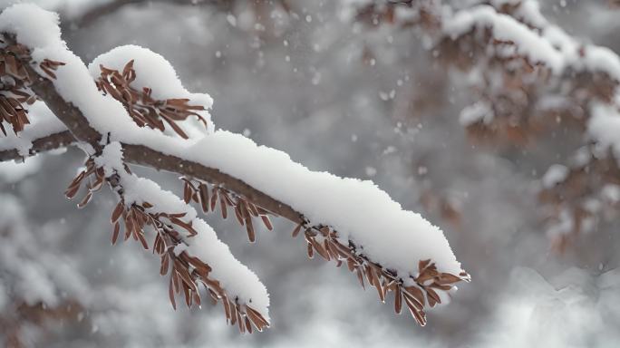 冬季枝头积雪雪景