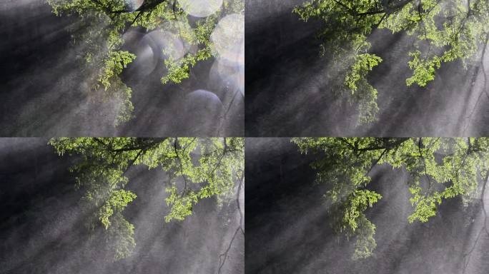 创意水雾意境逆光自然景观