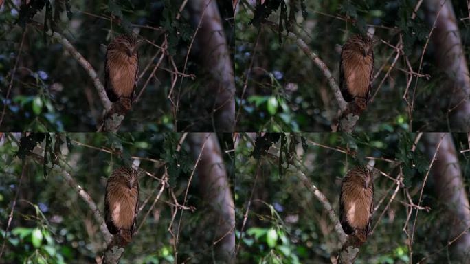 巴菲鱼猫头鹰Ketupa ketupu，泰国，栖息在一根折断的树枝上，看着光线从黑暗过渡到光明