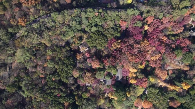 中国江苏苏州常熟色彩斑斓的秋林中高角度中国传统建筑，红色的红木树和黄色的银杏树，4k实时画面上升无人
