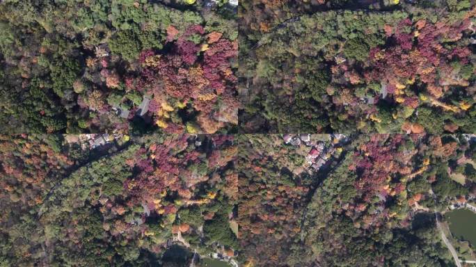 中国江苏苏州常熟色彩斑斓的秋林中高角度中国传统建筑，红色的红木树和黄色的银杏树，4k实时画面上升无人