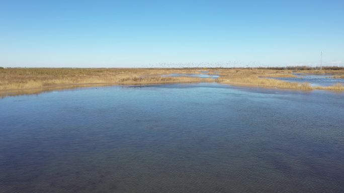 黄河入海口湿地 天鹅