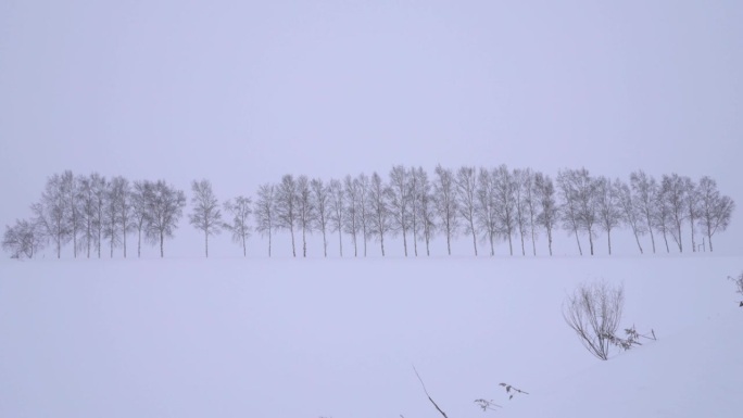 日本北海道- 2023年12月23日:日本北海道别市被称为“温和七山”的落叶松