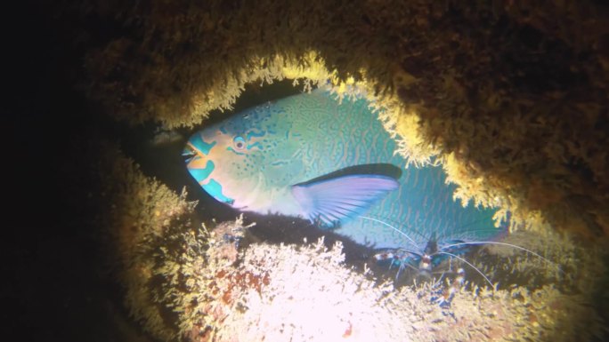 夜间潜水近距离观看鹦鹉鱼与带状珊瑚虾睡在珊瑚礁墙的缝隙内的低能见度沙底岩石珊瑚鱼泥在阿瓦纳通道