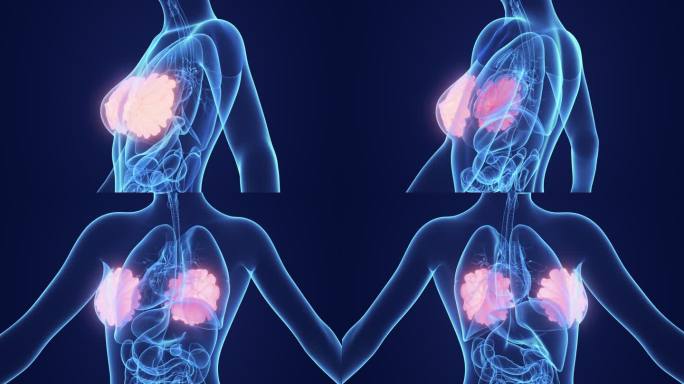 女性乳房展示蓝色科技感胸部疾病医疗动画