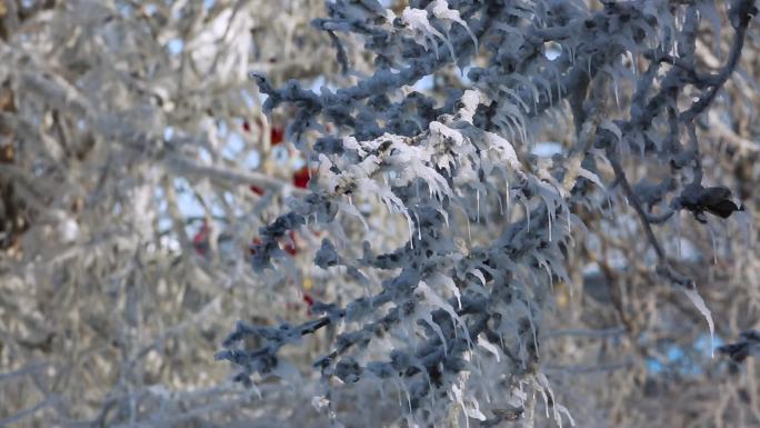 结冰的树枝 冷天气