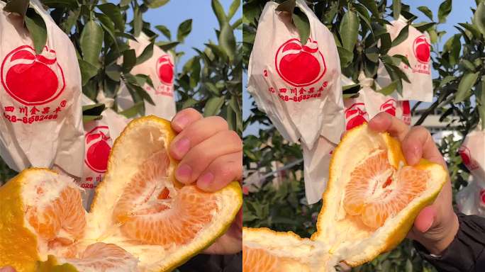 四川蒲江春见耙耙柑橘子